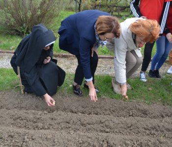 Sadzenie żonkili dla Hospicjum w Miechowie